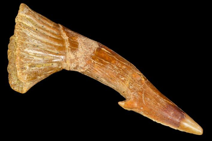 Fossil Sawfish (Onchopristis) Rostral Barb- Morocco #106443
